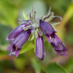 Penstemon whippleanus