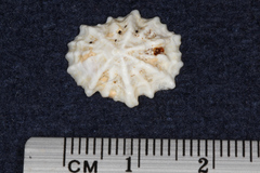 Patelloida corticata