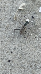 Habroscelimorpha dorsalis