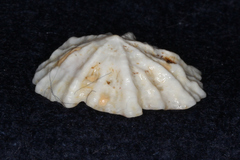 Patelloida corticata