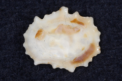 Patelloida corticata