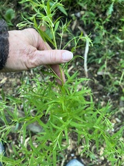 Epilobium coloratum