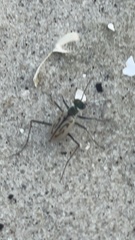 Habroscelimorpha dorsalis