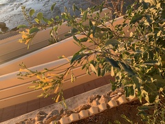 Nicotiana glauca