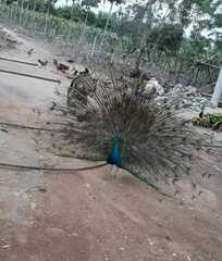 Pavo