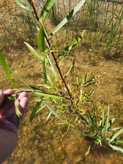 Salix interior