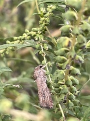 Spodoptera frugiperda