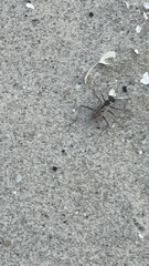 Habroscelimorpha dorsalis