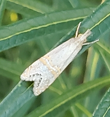 Euchromius ocellea