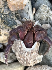 Coenobita brevimanus