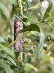 Spodoptera frugiperda