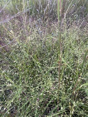 Digitaria cognata