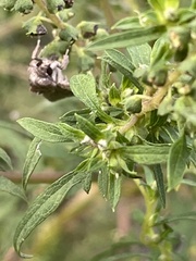 Spodoptera frugiperda