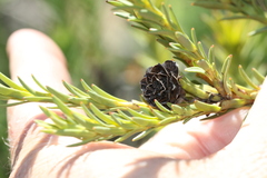 Leucadendron stellare