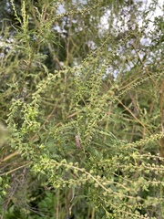 Spodoptera frugiperda