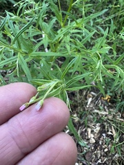 Epilobium coloratum