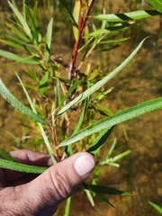 Salix interior