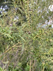 Spodoptera frugiperda