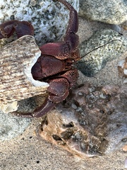 Coenobita brevimanus