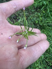 Epilobium coloratum