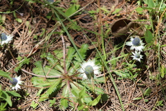 Eryngium proteiflorum