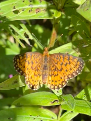 Boloria selene