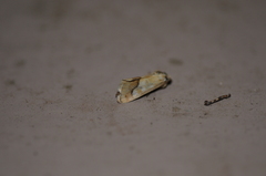 Heliothodes diminutiva