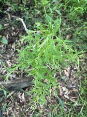 Epilobium coloratum