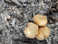 Desarmillaria caespitosa