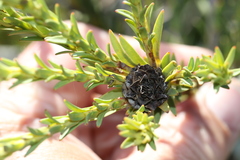 Leucadendron stellare