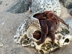 Coenobita brevimanus