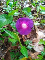 Ipomoea orizabensis orizabensis