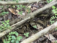 Agkistrodon contortrix