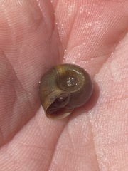 Planorbella trivolvis