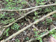 Agkistrodon contortrix