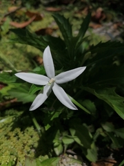 Hippobroma longiflora