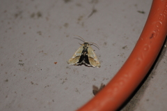 Heliothodes diminutiva