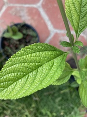 Lippia graveolens