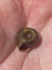 Planorbella trivolvis