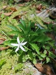 Hippobroma longiflora