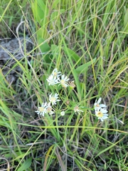 Solidago ptarmicoides