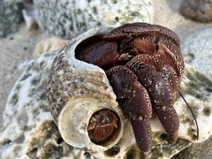 Coenobita brevimanus
