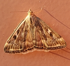 Loxostege cereralis