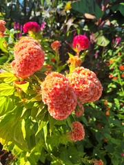 Celosia