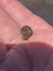 Planorbella trivolvis