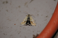 Heliothodes diminutiva