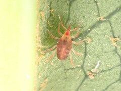 Bdellidae