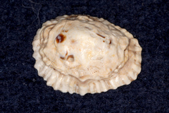 Siphonaria australis