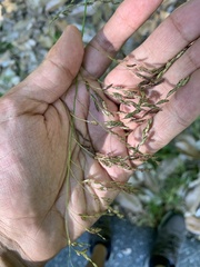 Eragrostis curvula