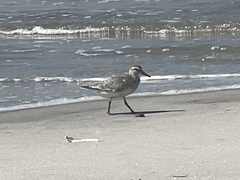Calidris canutus